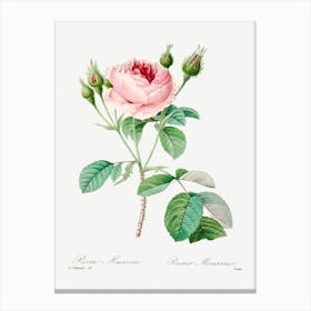Cabbage Rose, Pierre Joseph Redoute 1 Canvas Print