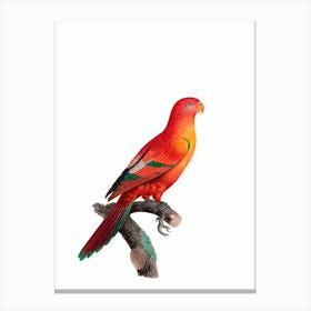 Vintage Crimson Shining Parrot Bird Illustration on Pure White n.0034 Canvas Print