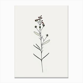Xanthoceras Sorbifolium Floral Minimal Line Drawing 1 Flower Canvas Print