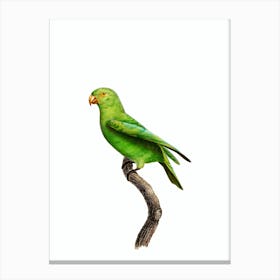 Vintage Red Cheeked Parrot Bird Illustration on Pure White n.0013 Canvas Print