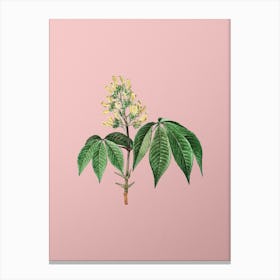 Vintage Yellow Buckeye Botanical on Soft Pink n.0957 Canvas Print