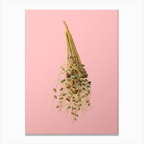 Vintage Normal Spadice of the Palm Botanical on Soft Pink n.0219 Canvas Print