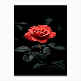 Dark Rose 56 Canvas Print