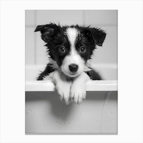 Black And White Puppy In Bathtub Canvas Print