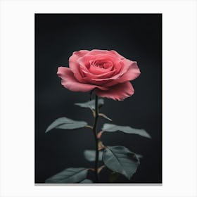 Pink Rose On Black Background 41 Canvas Print