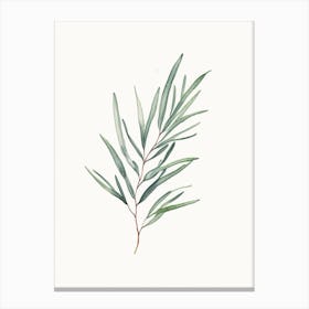 Tarragon Leaf Minimalist Watercolour Canvas Print