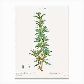 Rosemary, Pierre Joseph Redoute Canvas Print