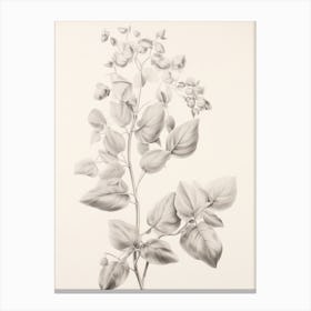 Botanical Branch Sketch Canvas Print