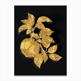 Vintage Apple Botanical in Gold on Black n.0081 Canvas Print