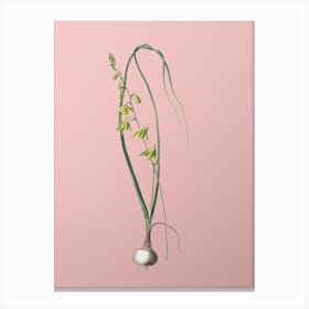 Vintage Albuca Botanical on Soft Pink Canvas Print