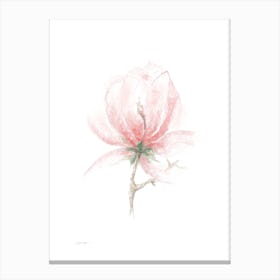 Pastel Magnolia 2 Canvas Print