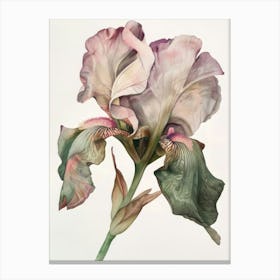 Poster dreamy Iris Flowers 2 Canvas Print