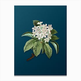 Vintage Shipova Botanical Art on Teal Blue n.0309 Canvas Print