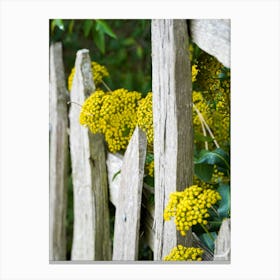 Yellow Flowers On A Fence Canvas Print