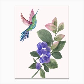 Hummingbird And Blueberry Canvas Print