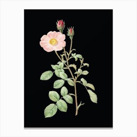 Vintage Sparkling Rose Botanical Illustration on Solid Black n.0155 Canvas Print