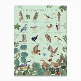 British Woodland Birds Canvas Print