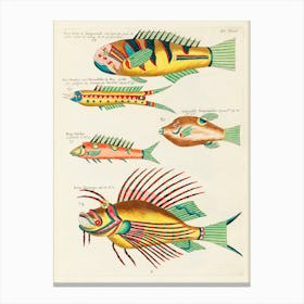 Colourful And Surreal Illustrations Of Fishes Found In Moluccas (Indonesia) And The East Indies, Louis Renard(7) Canvas Print