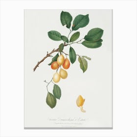 Cherry (Prunus Damascena) From Pomona Italiana (1817 - 1839), Giorgio Gallesio Canvas Print