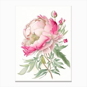 Peony Floral Quentin Blake Inspired Illustration 4 Flower Canvas Print