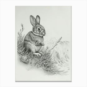 Mini Rex Rabbit Drawing 4 Canvas Print
