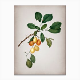 Vintage Cherry Botanical on Parchment n.0256 Canvas Print