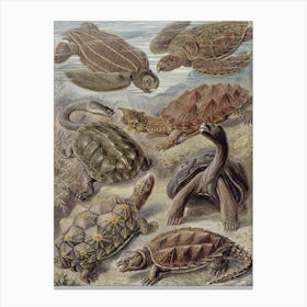 Vintage Haeckel 18 Tafel 89 Schildkröten Canvas Print