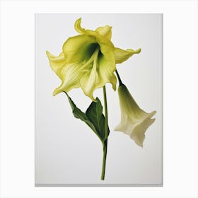 Pressed Wildflower Botanical Art Large Flowered Bellwort Canvas Print