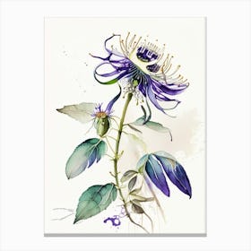 Passion Flower Herb Minimalist Watercolour 1 Canvas Print