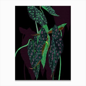 Begonia Maculata On Black Canvas Print
