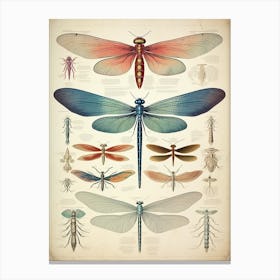Dragonfly Vintage Species 7 Canvas Print
