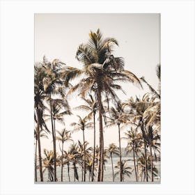 Palm Trees of Sri Lanka Canvas Print