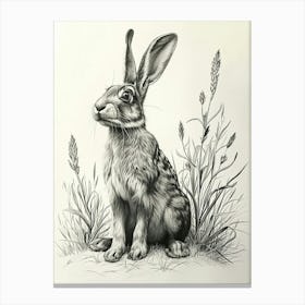 Polish Rex Rabbit Drawing 3 Canvas Print