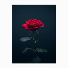 Dark Rose 133 Canvas Print