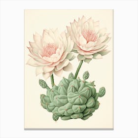 Vintage Cactus Illustration Gymnocalycium Cactus 2 Canvas Print