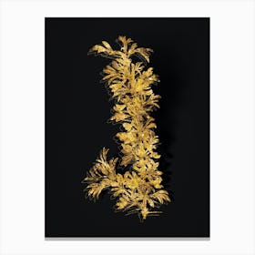Vintage Caragana Spinosa Botanical in Gold on Black n.0053 Canvas Print