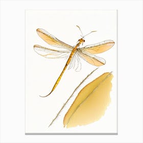 Eastern Amberwing Dragonfly Pencil Illustration 1 Canvas Print
