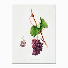 Grape Barbarossa (Vitis Vinifera) From Pomona Italiana (1817 - 1839), Giorgio Gallesio Canvas Print