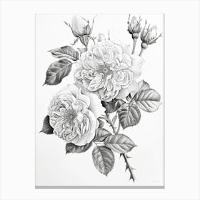 Roses Sketch 64 Canvas Print