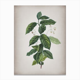 Vintage Broadleaf Spindle Botanical on Parchment n.0893 Canvas Print