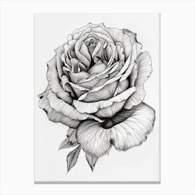 Roses Sketch 7 Canvas Print