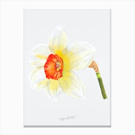 Daffodil 1 Canvas Print