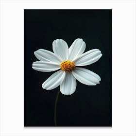 White Daisy 3 Canvas Print