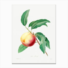 Peach Fruit On A Branch, Pierre Joseph Redoute Canvas Print
