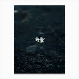 Single Flower 30 Canvas Print