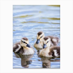 Ducklings 2 Canvas Print