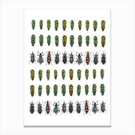 Collections Small Insects Canvas Print