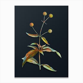 Vintage Orange Ball Tree Botanical Watercolor Illustration on Dark Teal Blue n.0500 Canvas Print