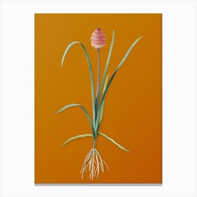 Vintage Veltheimia Abyssinica Botanical on Sunset Orange n.0012 Canvas Print