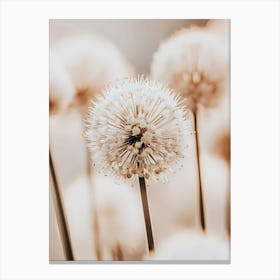 Allium 3 Canvas Print